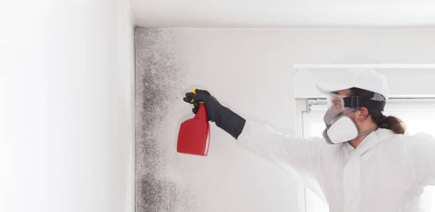 Best Mold Remediation  in Hickman, NE