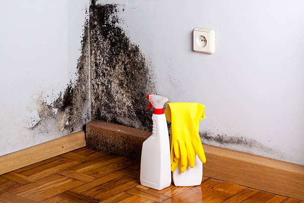 Certified Mold Removal in Hickman, NE