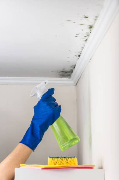 Attic Mold Removal in Hickman, NE